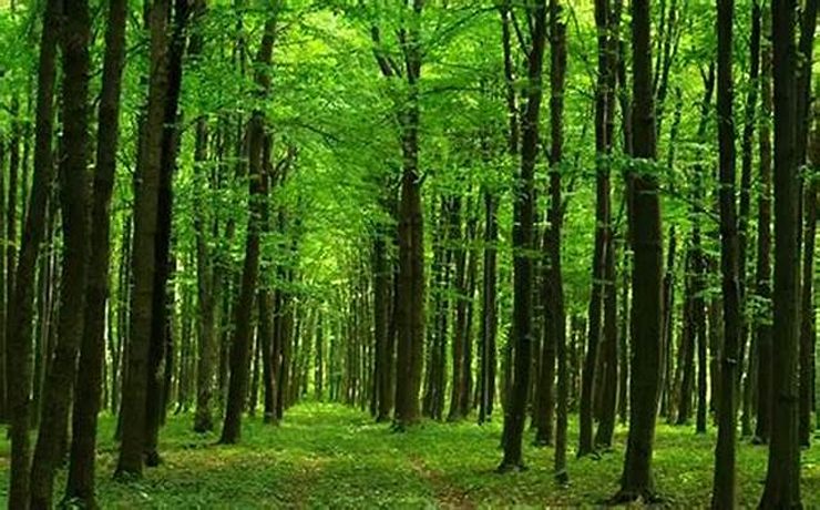 بهترین وکیل منابع طبیعی در اصفهان